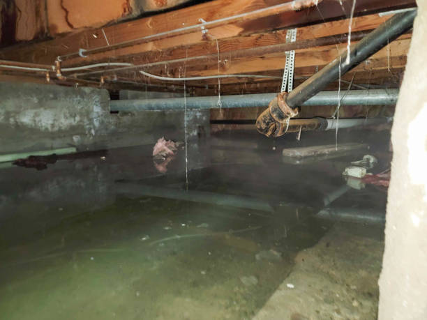 Best Water damage mitigation services  in Greenville, NC